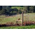 FREE RANGE DUCK EGGS  Dozen (12) Laid In Katikati